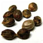 Семена марихуаны АК-47  (Seeds AK-47) в Чулыме